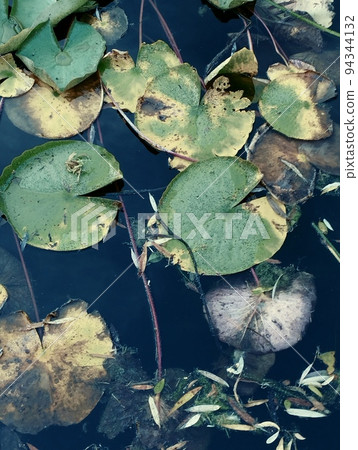 Water green lily in the clear pond 94344132