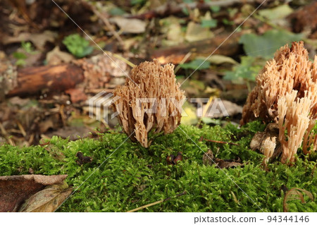 Clavicorona pyxidata in the autumn forest, mushroom in the fall forest  94344146