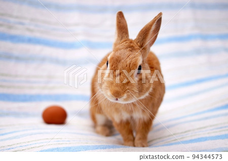 Rabbit Rabbit 94344573