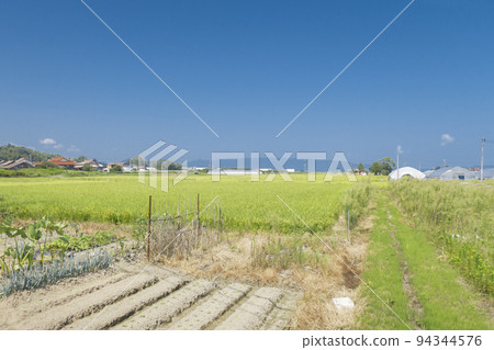 Rural rice fields Rural agriculture and farmland image 94344576