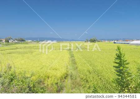Rural rice fields Rural agriculture and farmland image 94344581