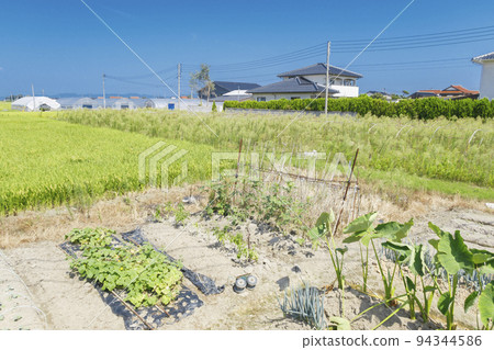 Rural rice fields Rural agriculture and farmland image 94344586