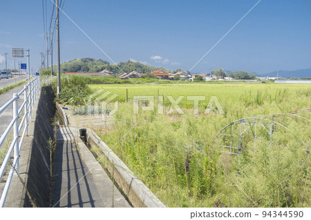 Rural rice fields Rural agriculture and farmland image 94344590