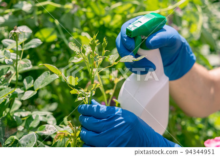 gardener treats roses in the garden with a garden sprayer from insect pests gardener treats roses in the garden with a garden sprayer from insect pests 94344951