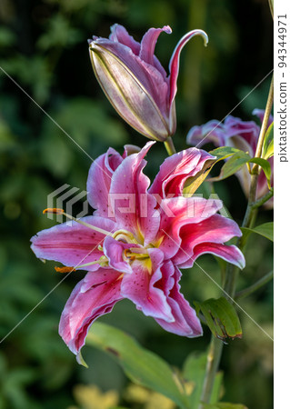 Scented pollen-free double lilies in garden with green background 94344971