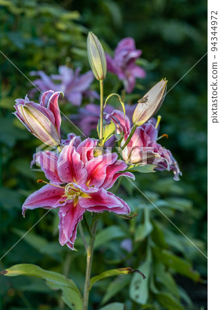 Scented pollen-free double lilies in garden with green background Scented pollen-free double lilies in garden with green background 94344972