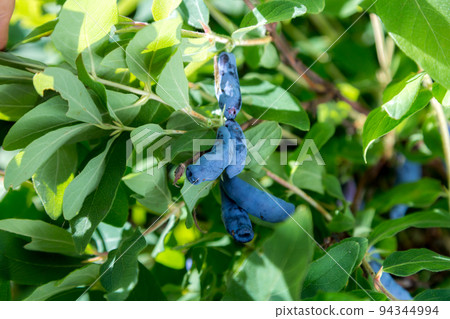 Honeysuckle branch with blue ripe berries. Honeysuckle branch with blue ripe berries. 94344994