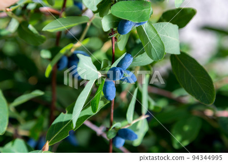 Honeysuckle branch with blue ripe berries. 94344995