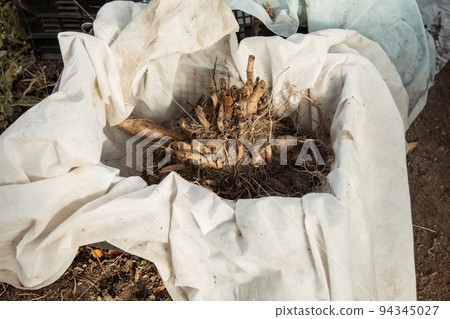 dahlia tubers just lifted for overwintering 94345027