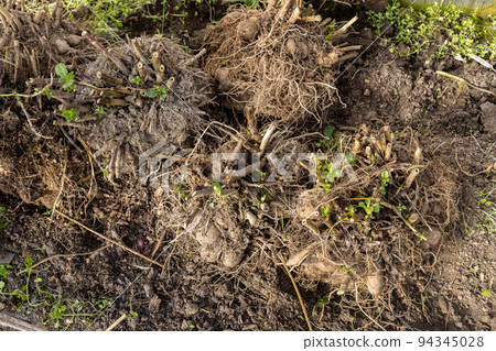 dahlia tubers just lifted for overwintering dahlia tubers just lifted for overwintering 94345028