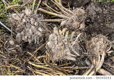 dahlia tubers just lifted for overwintering 94345031