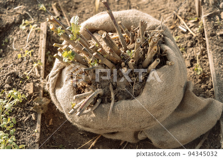 dahlia tubers just lifted for overwintering dahlia tubers just lifted for overwintering 94345032
