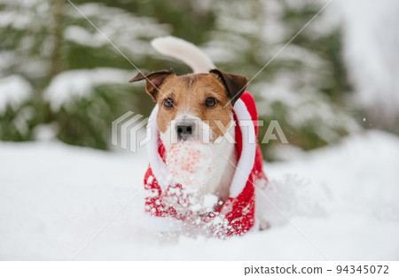 Dog wearing costume of Santa Claus playing in snow with ball 94345072