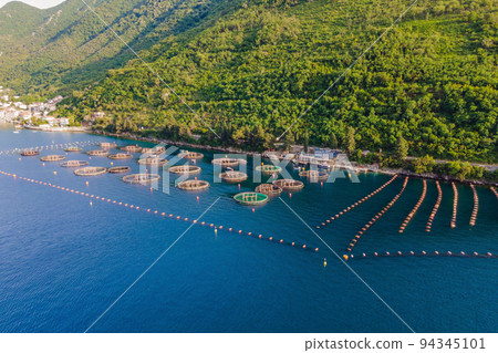 Oyster farm in the Mediterranean. Montenegro, Kotor 94345101