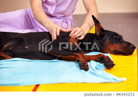 big dog lying on the floor and gets a massage on its thight 94345251