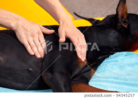 big dog lying on the floor and gets a massage on its thight 94345257