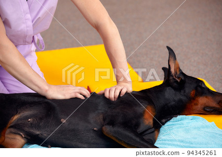 pet physical therapist make massage for big dog. Physiotherapy in veterinary clinic pet physical therapist make massage for big dog. Physiotherapy in veterinary clinic 94345261