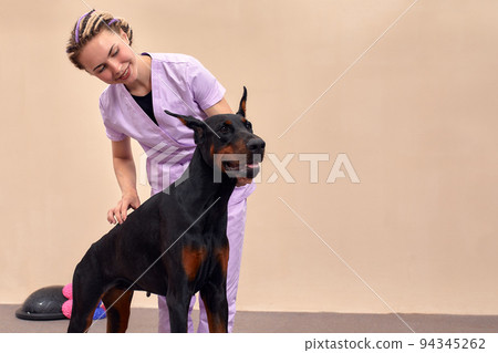 Female therapist working with dog in veterinary clinic Female therapist working with dog in veterinary clinic 94345262