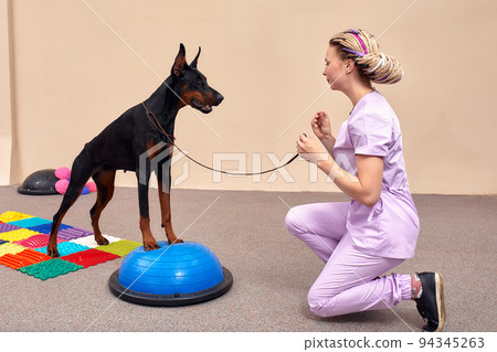 Dog is engaged fitness on massage and physiotherapy carpet. Training device for rehabilitation exercising in the Veterinary clinic 94345263