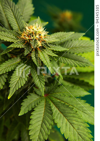 Cannabis bush close up. Tetrahydrocannabinol macro. Medical marijuana footage for design and decoration. Biological pattern. Cannabis bush close up. Tetrahydrocannabinol macro. Medical marijuana footage for design and decoration. Biological pattern. 94345385