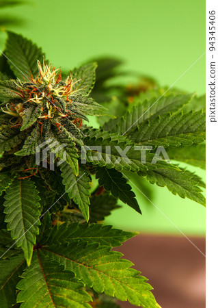 Cannabis bush close up. Tetrahydrocannabinol macro. Medical marijuana footage for design and decoration. Biological pattern. 94345406