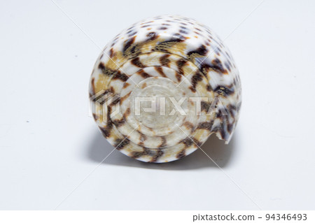 Sea shells, snails, beautiful sea nature. Unusual forms of marine life. Sea dwellers and the beauty of the ocean, life in the ocean. Ocean and sea world Sea shells, snails, beautiful sea nature. Unusual forms of marine life. Sea dwellers and the beauty of the ocean, life in the ocean. Ocean and sea world 94346493