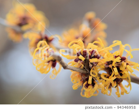 2 月開始開花的金縷梅“Elena”花 94346958