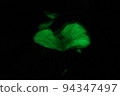夜間發光的月夜竹 94347497