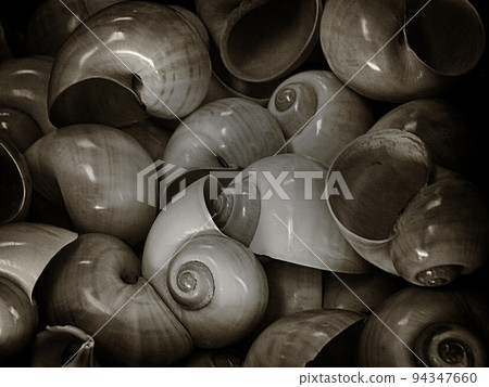 Moon shells 94347660