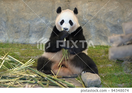 Momohama eating bamboo deliciously Momohama eating bamboo deliciously 94348074