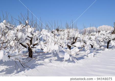 Scenery of snow accretion on trees Scenery of snow accretion on trees 94348075
