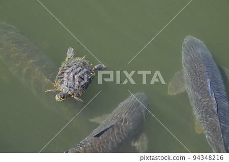 Yamadaike Park Yamadaike Park 94348216