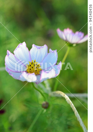 Cosmos (autumn cherry blossoms) Cosmos (autumn cherry blossoms) 94348456