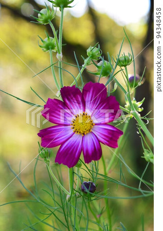 波斯菊（秋天的櫻花） 94348458