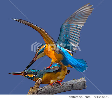 A kingfisher's love 94348669