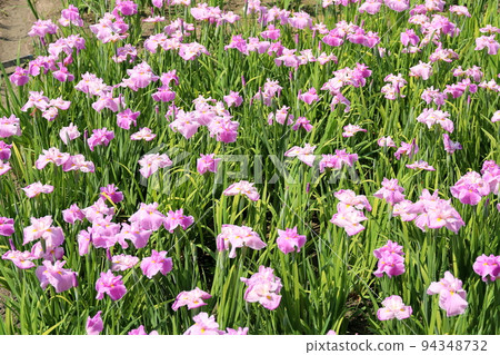 Japanese iris flowers Nobe no Sakura Japanese iris flowers Nobe no Sakura 94348732