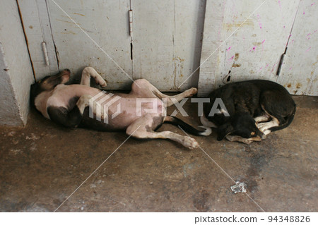 Indian dog Indian dog 94348826