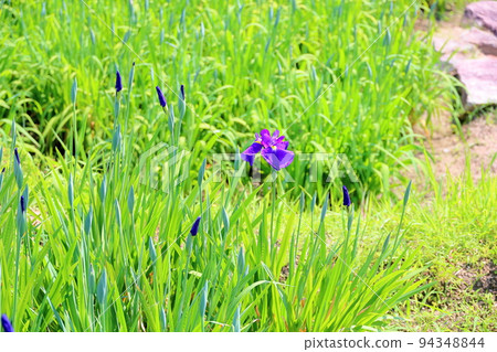 Iris flower Harazato 94348844