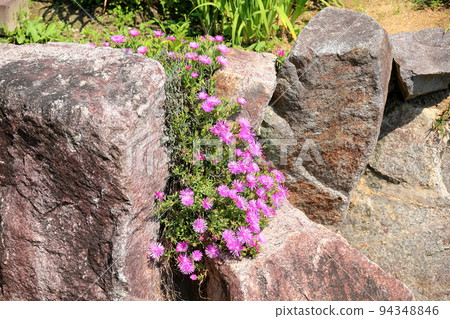 Matsubagiku花 94348846