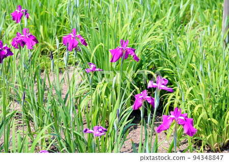 Japanese Iris Flower Fried Wings 94348847