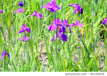 Hanabishi花 94348848