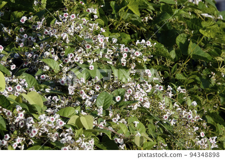 開花在秋天領域的小紅色早乙女花 (Hexocercus) 94348898