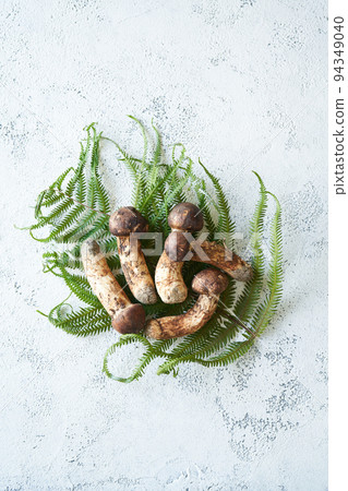 日本松茸蘑菇 94349040