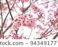 cherry blossom viewing in spring 94349177