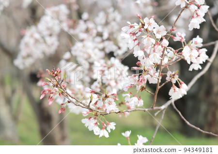 cherry blossom viewing in spring cherry blossom viewing in spring 94349181
