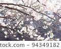 cherry blossom viewing in spring 94349182