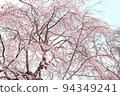 Weeping cherry blossoms in spring 94349241