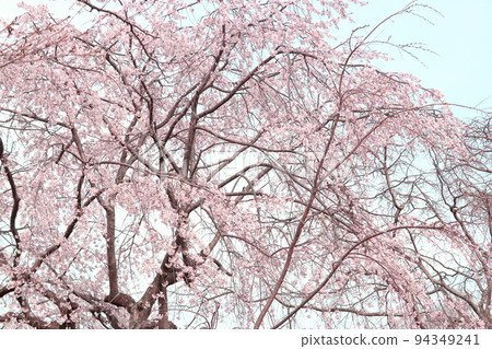 Weeping cherry blossoms in spring Weeping cherry blossoms in spring 94349241
