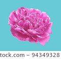 Great peony root 94349328