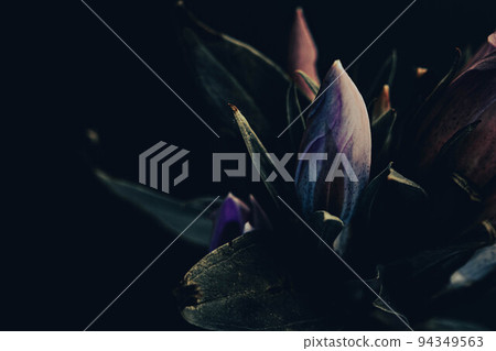 Gentian_10 94349563